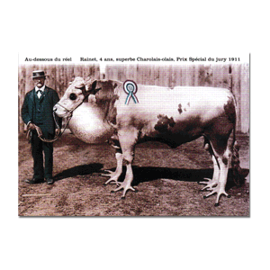 Carte postale - n° 175 - Rainet, 4 ans, superbe Charolais-olais, Prix spécial du jury 1911 - Au-dessous du réel
