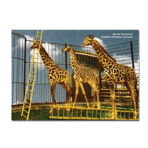 Carte postale - n° P697 – Zoo de Vincennes – Tentative d’évasion manquée