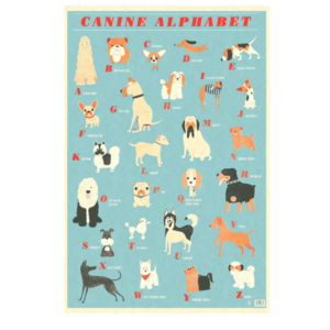 Poster 70 x 50 cm - CANINE ALPHABET