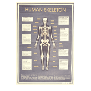 Poster 70 x 50 cm - HUMAN SKELETON